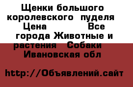 Щенки большого (королевского) пуделя › Цена ­ 25 000 - Все города Животные и растения » Собаки   . Ивановская обл.